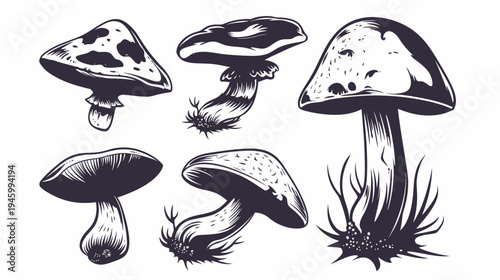 Black and white illustration showcasing various mushrooms in an artistic and botanical style