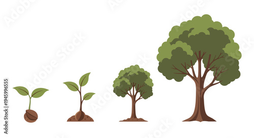 Tree Growth Stages: Seed, Sprout, Sapling to Mature Tree