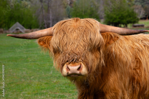 Long hair highlights closeup of Scottish Highland Cow in Central Highlands of Tasmania, Australia