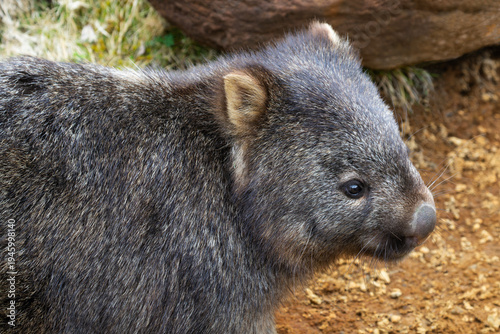 Close up Wombat Portrait of chubby marsupial near Cradle Mountain National Park