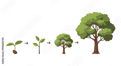 Tree Growth Stages: Seedling, Sapling, Young Tree, Mature Tree