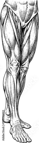 Victorian anatomical leg muscles engraving vintage medical illustration