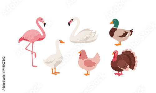 A colorful illustration of six different types of birds standing together