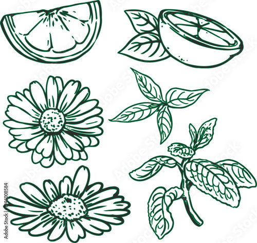   Tea ingredients design elements black white handdrawn lineart sketch.eps