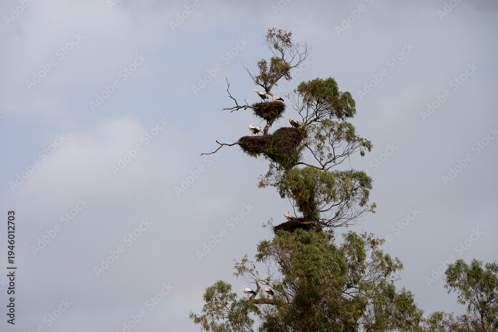 Fototapeta premium Huge tree with many stork nests