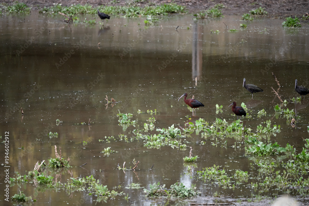 Naklejka premium Black ibis, Plegadis falcinellus, is a bird with a long, curved beak that generally lives in humid areas