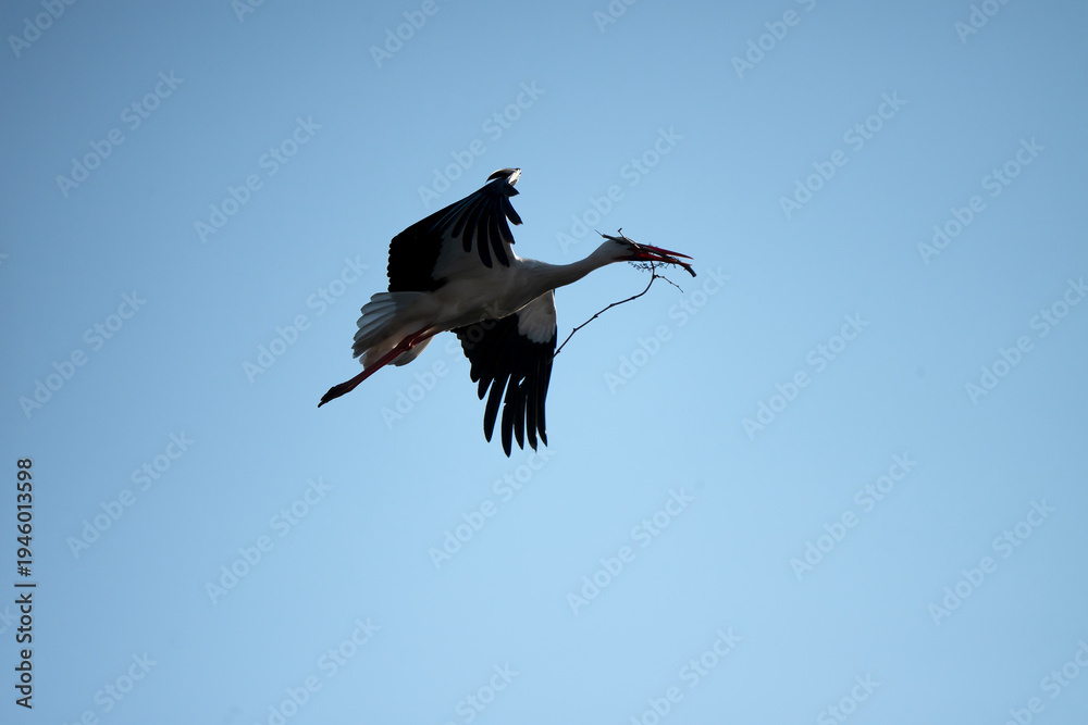 Naklejka premium A stork flying, carrying branches in its beak to the nest