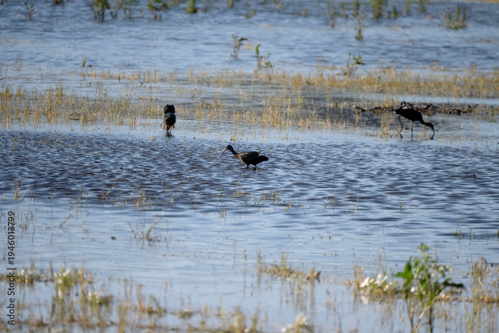 Obraz premium Black ibis, Plegadis falcinellus, is a bird with a long, curved beak that generally lives in humid areas