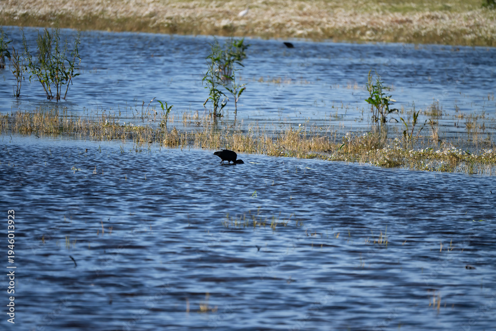 Naklejka premium Black ibis, Plegadis falcinellus, is a bird with a long, curved beak that generally lives in humid areas