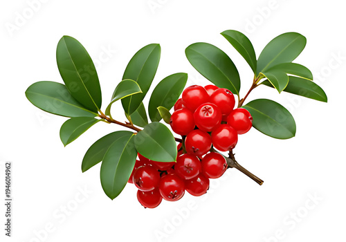 Red lingonberry branch with green leaves isolated on white background cowberry mountain cranberry transparent png cutout.