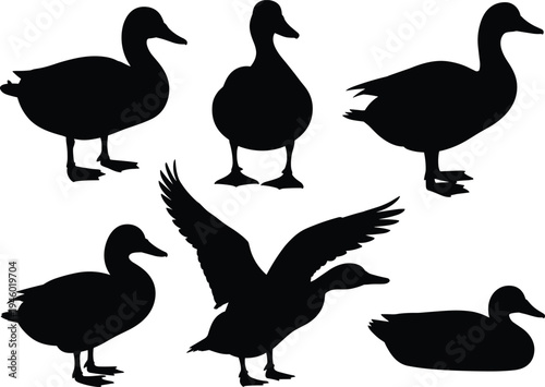 Duck silhouette set collection, multiple poses including standing, swimming and flying isolated on white background, wildlife vector illustration