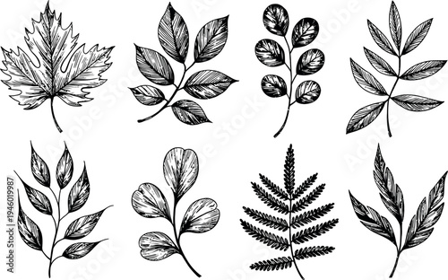 Richly shaded sketches illustrate a diverse array of textured leaves. The detailed engravings highlight the intricate veins and serrated edges of each botanical specimen.