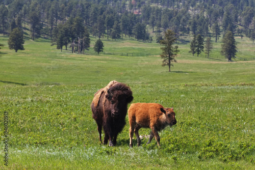 Adult bison and red calf walk along Wildlife Loop Road in scenic South Dakota meadow of popular Custer State Park