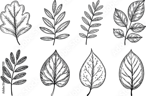 Delicate line art captures the unique shapes of various botanical leaves. From classic oak to slender rowan, each frond is meticulously detailed with thin strokes.
