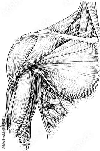 Victorian anatomical shoulder muscles engraving vintage medical illustration
