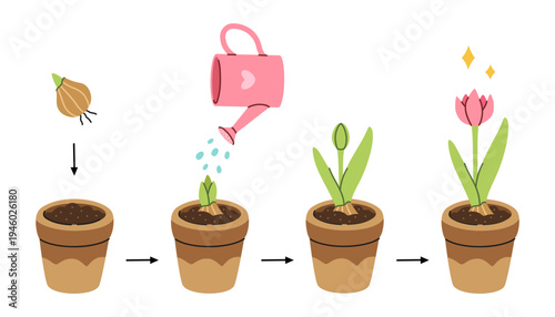 Stages of plant growth in pots with a watering can, vector illustration on a white background, concept of the growth process. Visual guide for growing a plant in a pot