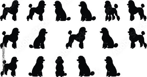 Poodle dog silhouette collection with different sitting and standing poses elegant pet breed grooming style isolated vector set for design illustration