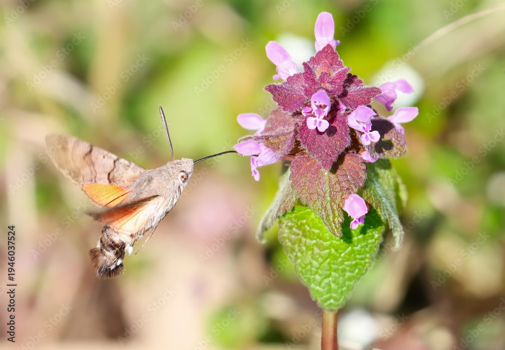 Obraz premium Hummingbird hawk-moth in flight on flower dead nettle, Macroglossum stellatarum 
