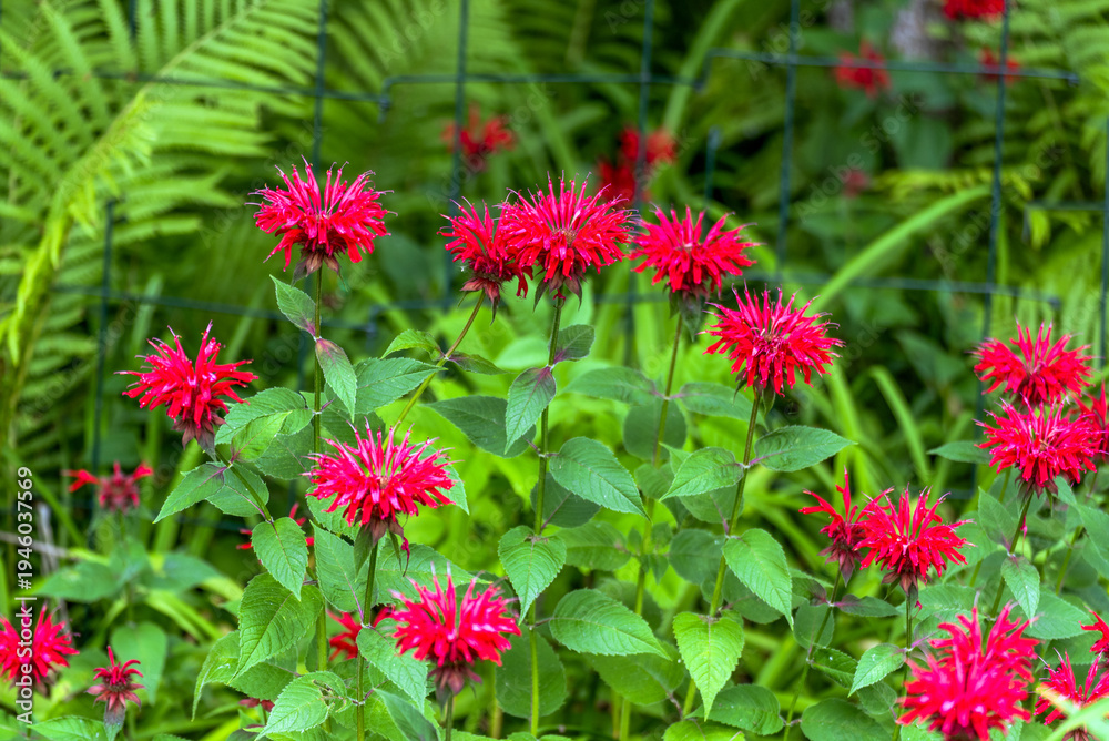 Fototapeta premium Crimson Beebalm growing in the garden in summer in Wisconsin