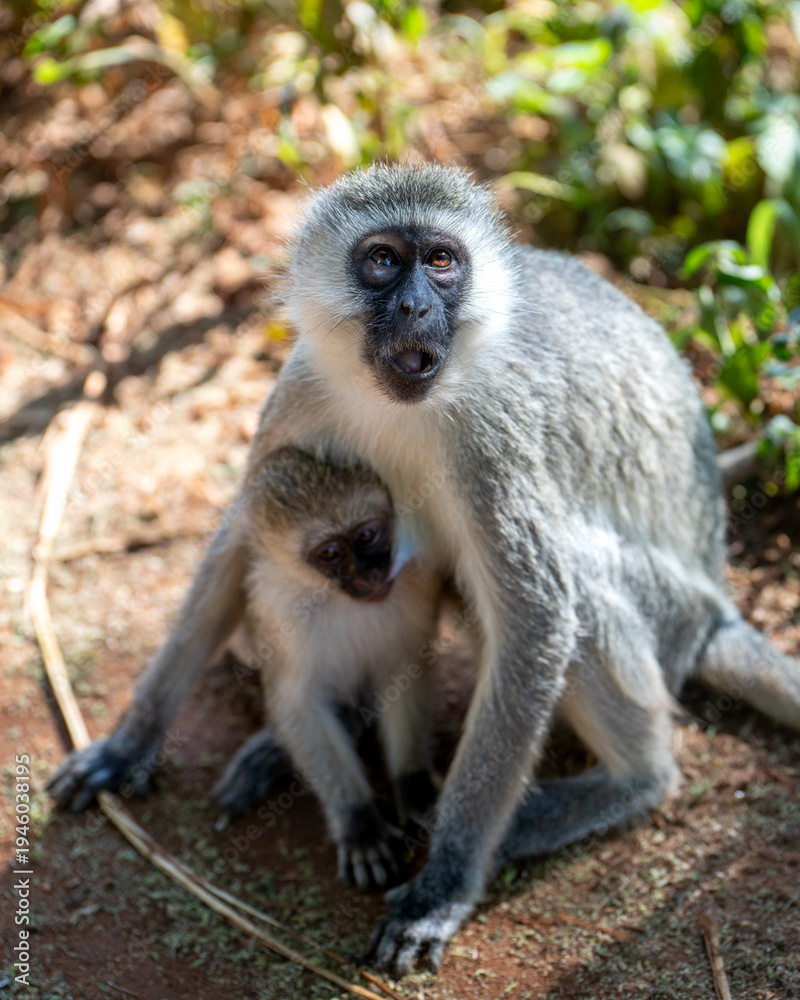 Obraz premium Black faced monkey mother looking up