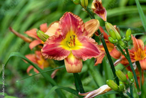 Orange Daylily Growing In The Garden In Summer In Wisconsin