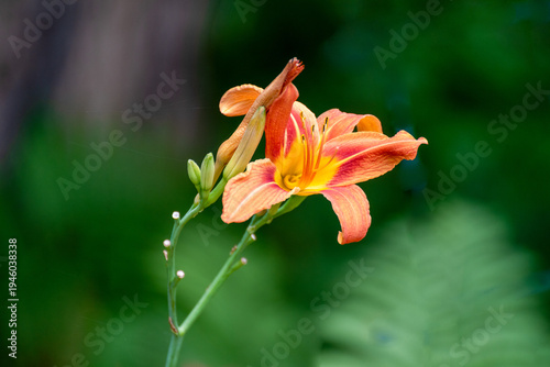 Orange Daylily Growing In The Garden In Summer In Wisconsin
