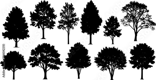 various deciduous trees silhouettes on the white background
