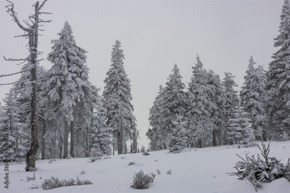Obraz premium Panoramic snow-covered spruce forest in the mountains with light fog — magical winter atmosphere