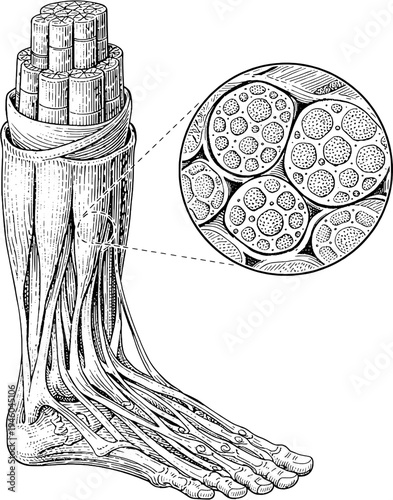 Victorian skeletal muscle fibers histology engraving vintage medical illustration