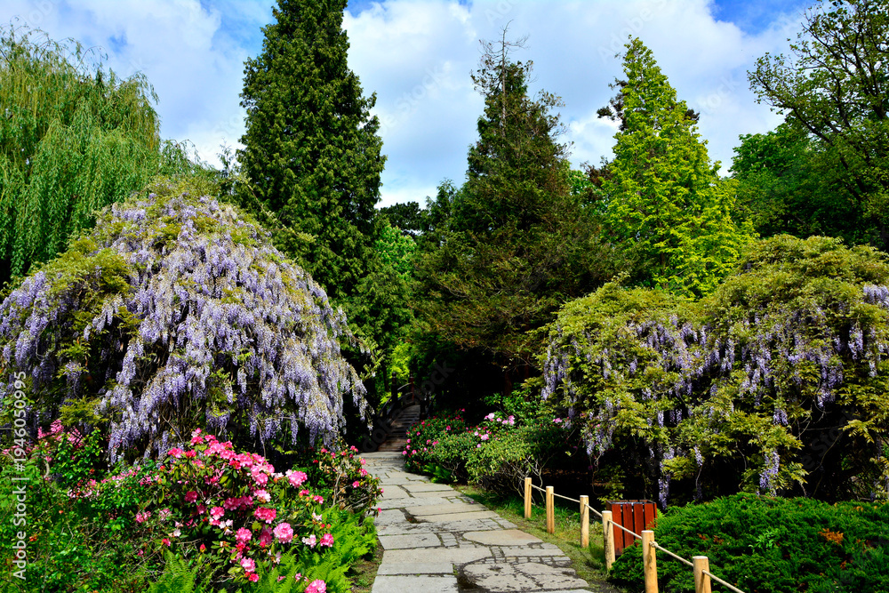 Obraz premium Wisteria floribunda, kwitnąca wisteria, glicynia w ogrodzie, ogród japoński, japanese garden