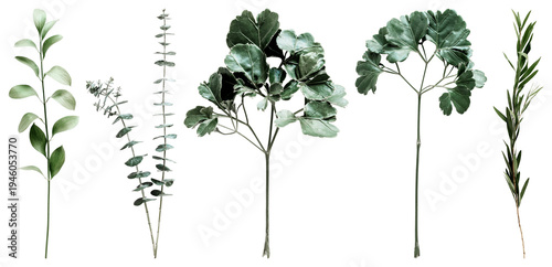 PNG Assorted realistic green plant stems element set on transparent background