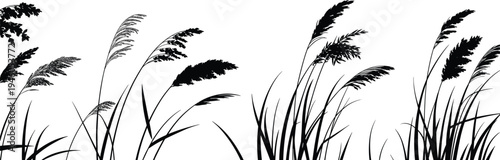 Wild grass and reed plants silhouette set, meadow vegetation collection, natural botanical elements for landscape nature design