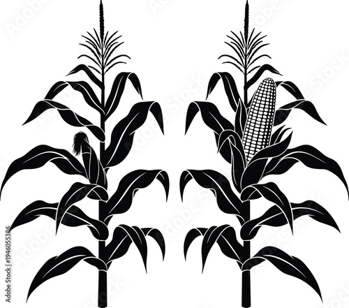 Corn plant silhouette set with maize cob and leaves, agricultural crop illustration, farming and organic food concept isolated