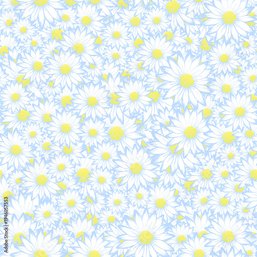 Chrysanthemum bright summer seamless rapport. Osteospermum bloom with