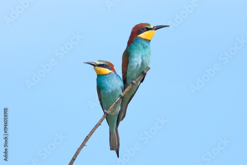 European bee eater, Merops apiaster, Czech Republic