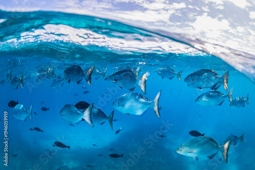 School of reef fish swimming just below the ocean surface in clear blue water with split view wave line, Lady Elliot Island, Australia.