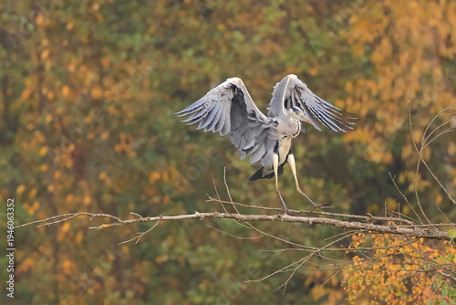 Grey heron, Ardea cinerea, Czech Republic