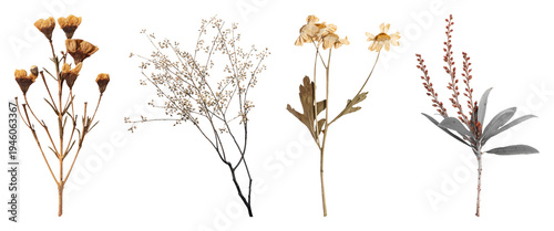 PNG Dried floral arrangement elegance on transparent background