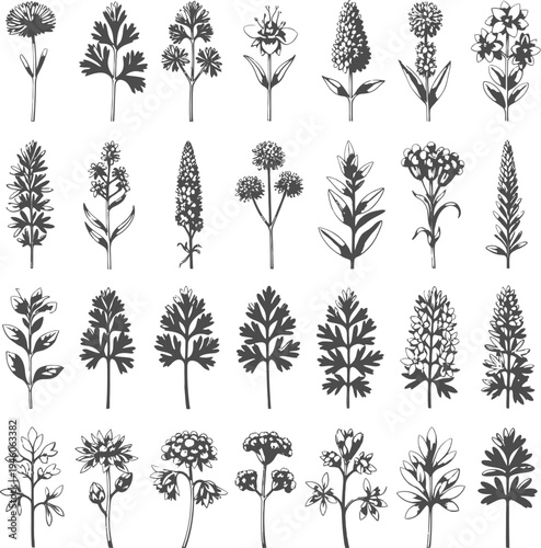 Collection of various botanical illustrations of flowering plants and herbs