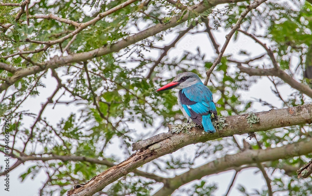 Fototapeta premium The woodland kingfisher (Halcyon senegalensis) is a tree kingfisher that is widely distributed in Africa south of the Sahara. kwazulu natal, zululand, south africa, african birdss, african wildlife, g