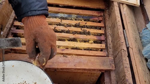 A beekeeper in protective gloves meticulously examines a beehive, diligently cleaning frames and assessing the well-being of the bee colony during regular hive maintenance in the apiary on a cloudy