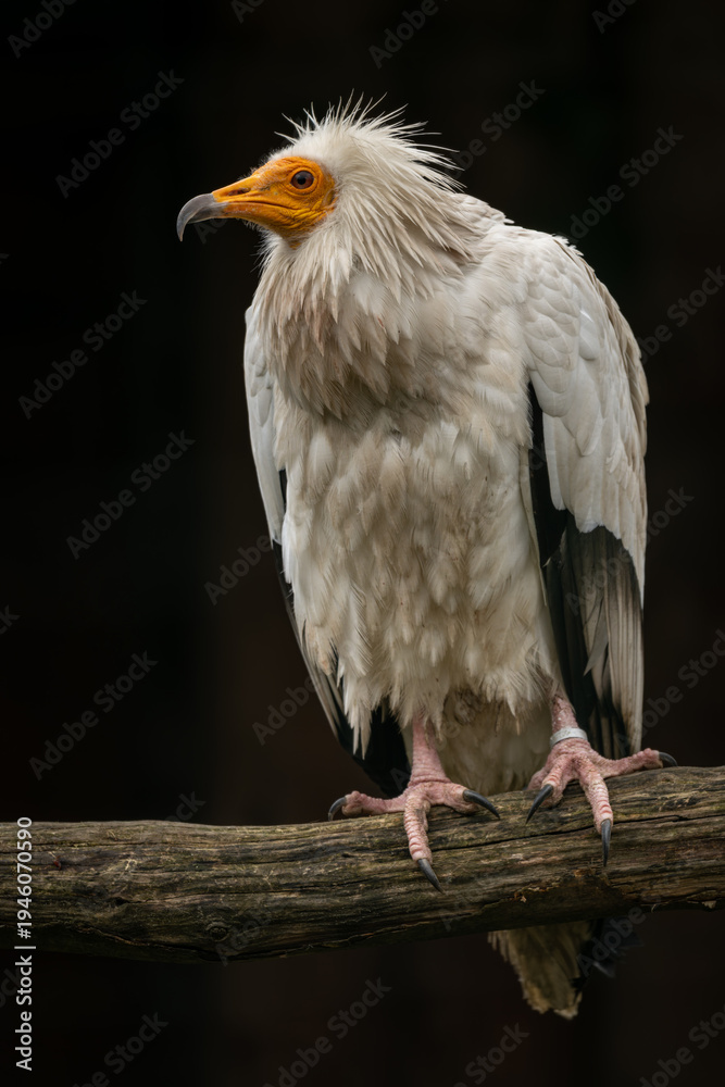 Obraz premium An Egyptian vulture on a branch with a black background.
