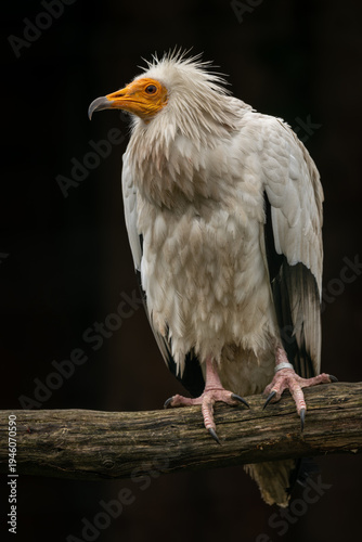 Obraz na plátně An Egyptian vulture on a branch with a black background.