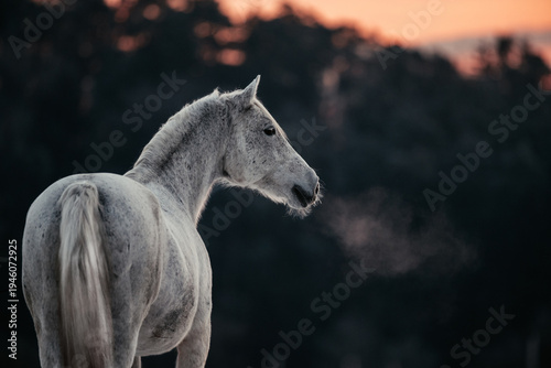 Foto Lipizzaner im Winter