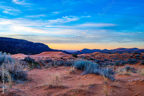 purple sage bush in desert