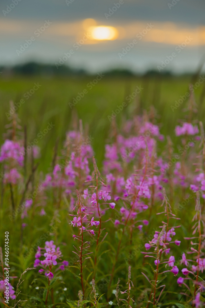 Fototapeta premium Wildflower Stems Bathed In Golden Light, Macro View Of Pink Blossoms In Summer Meadow With Soft Bokeh And Shallow Depth, Warm Evening Atmosphere Evoking Calm And Mindfulness, Botanical Study
