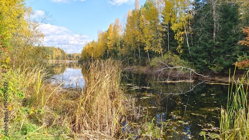 Fotografija Grass and shrubs grow on the shore, and nearby there are reeds Spruce and birch