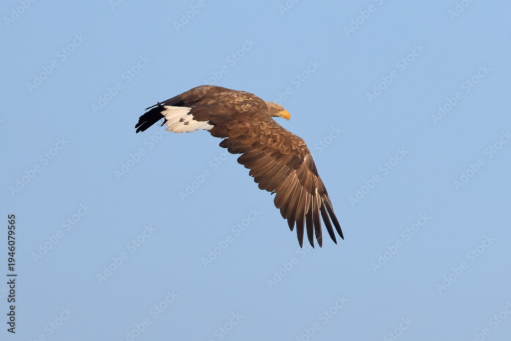 Fototapeta premium White tailed eagle, Haliaeetus albicilla, Czech Republic