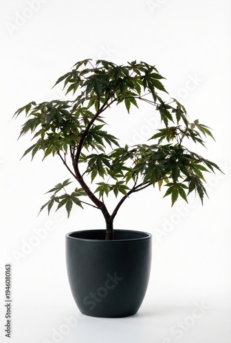 Wallpaper Mural Potted Japanese maple with delicate green foliage and minimalist black pot Torontodigital.ca