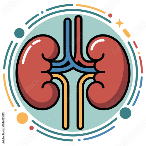 An illustration of a human kidney with colorful design elements on a white background